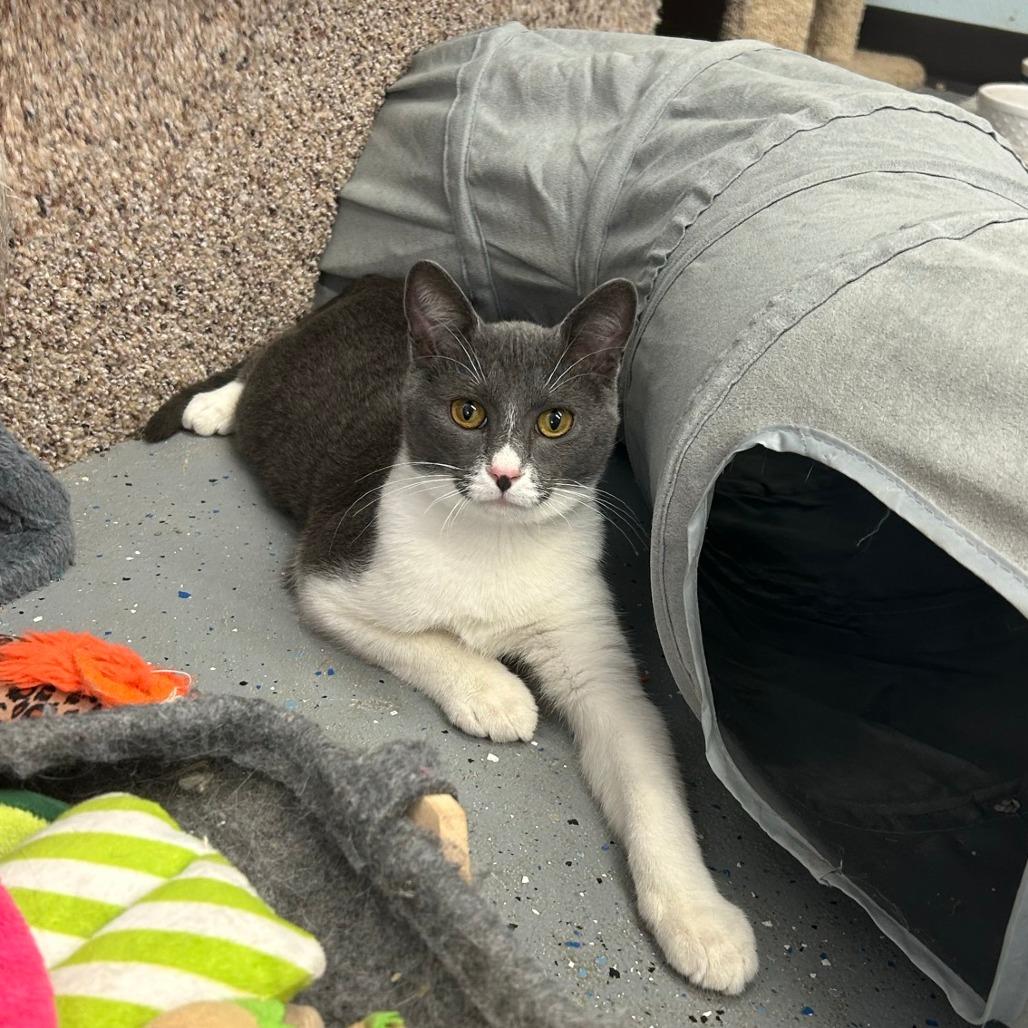 Enlarge Johnny, a Adoptable Domestic Short Hair in Pontiac, IL image 5/6