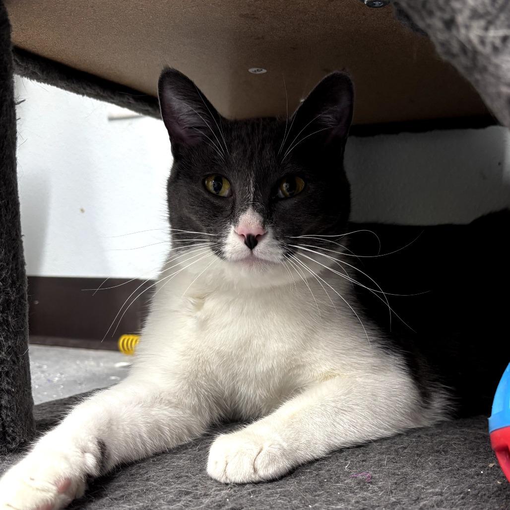 Johnny, Adoptable, Young Male Domestic Short Hair.