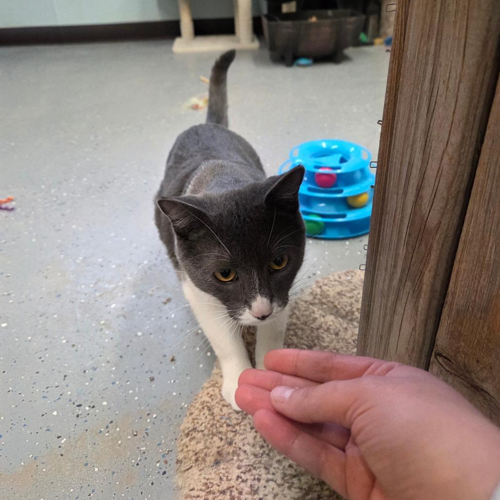 Enlarge Johnny, a Adoptable Domestic Short Hair in Pontiac, IL image 2/6