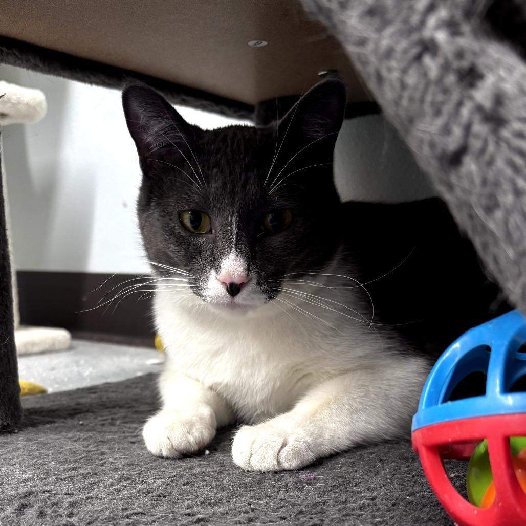 Enlarge Johnny, a Adoptable Domestic Short Hair in Pontiac, IL image 2/6