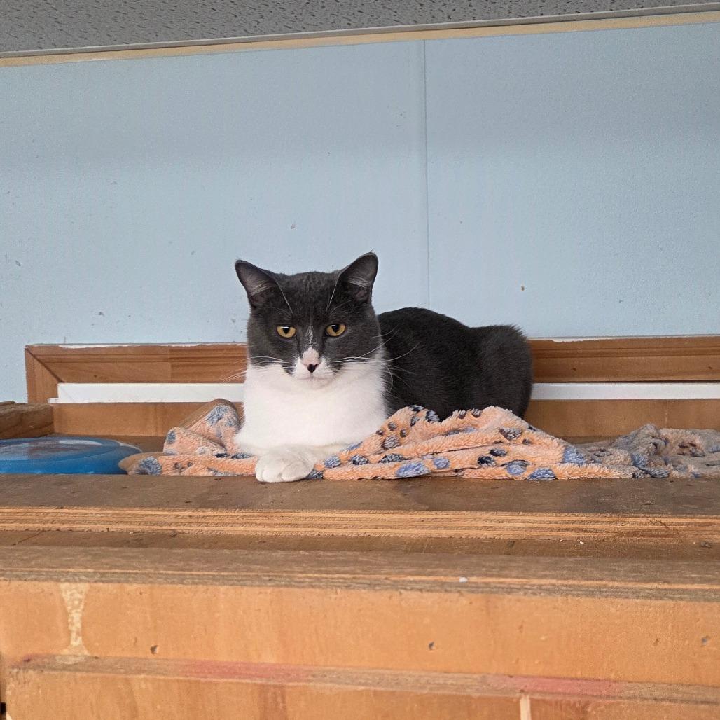 Enlarge Johnny, a Adoptable Domestic Short Hair in Pontiac, IL image 6/6