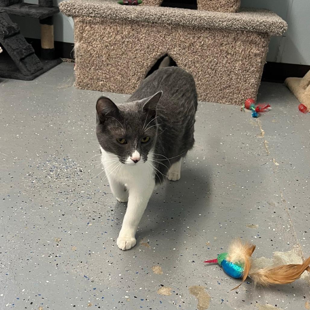 Enlarge Johnny, a Adoptable Domestic Short Hair in Pontiac, IL image 3/6