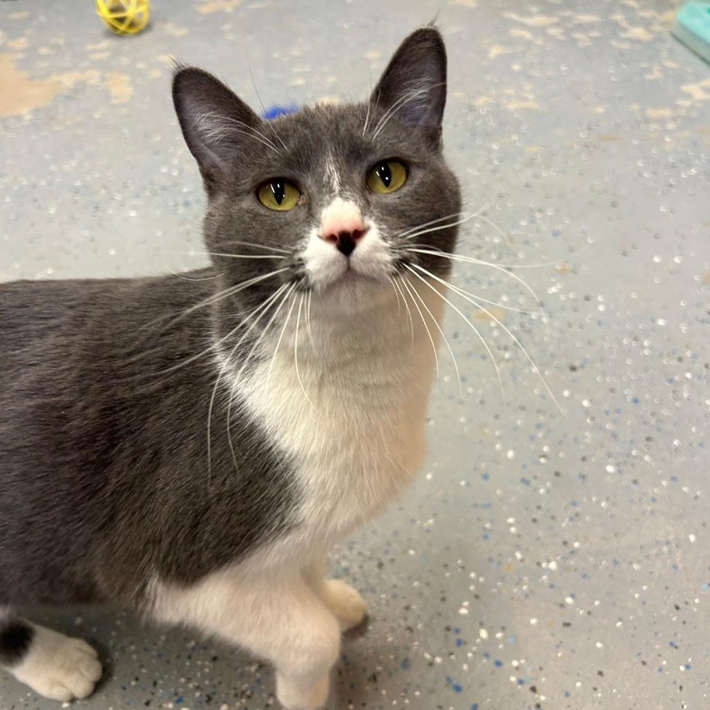 Enlarge Johnny, a Adoptable Domestic Short Hair in Pontiac, IL image 4/6