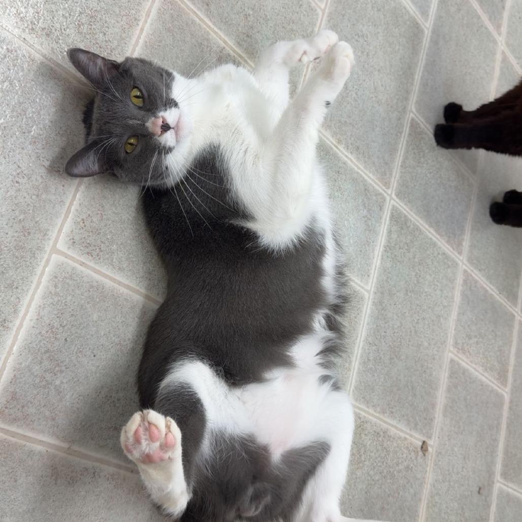 Johnny, a Adoptable Domestic Short Hair in Pontiac, IL image 5/6
