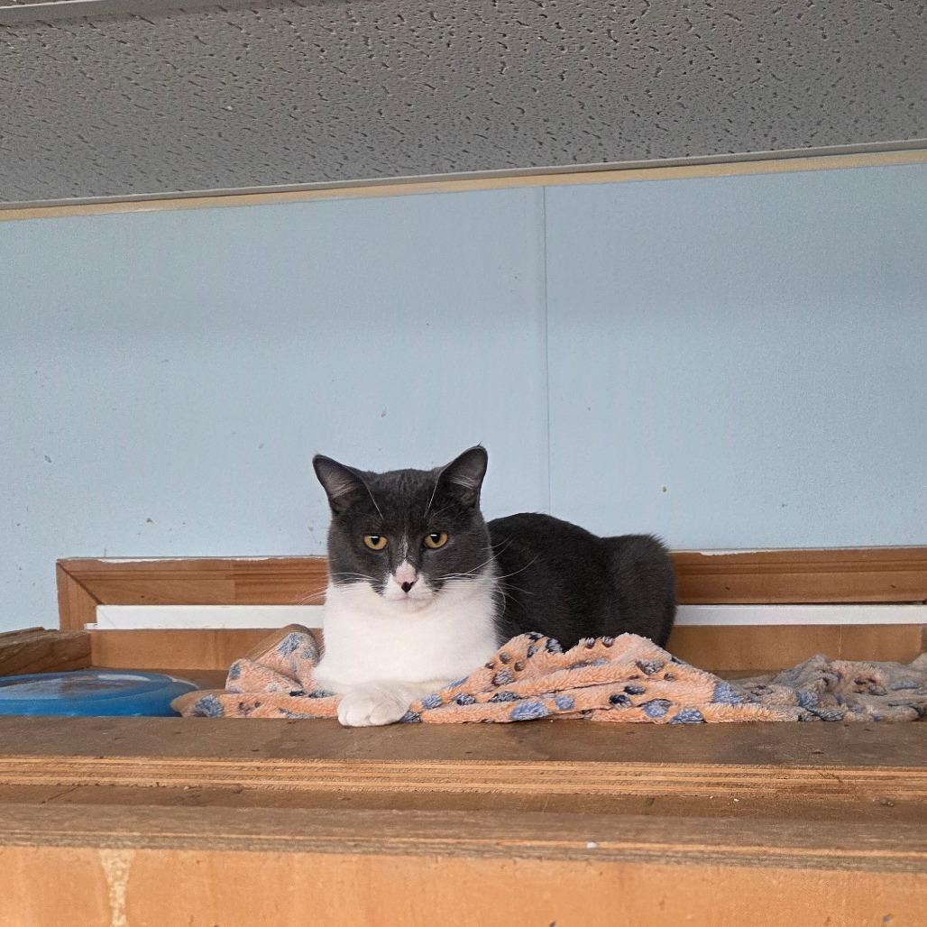 Enlarge Johnny, a Adoptable Domestic Short Hair in Pontiac, IL image 6/6