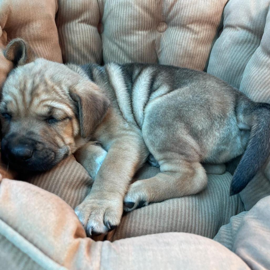 Paloma, Adoptable, Puppy Female Hound & English Bulldog.