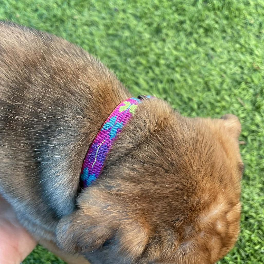 Enlarge Paloma, a Adoptable mixed breed in Sarasota, FL image 2/6