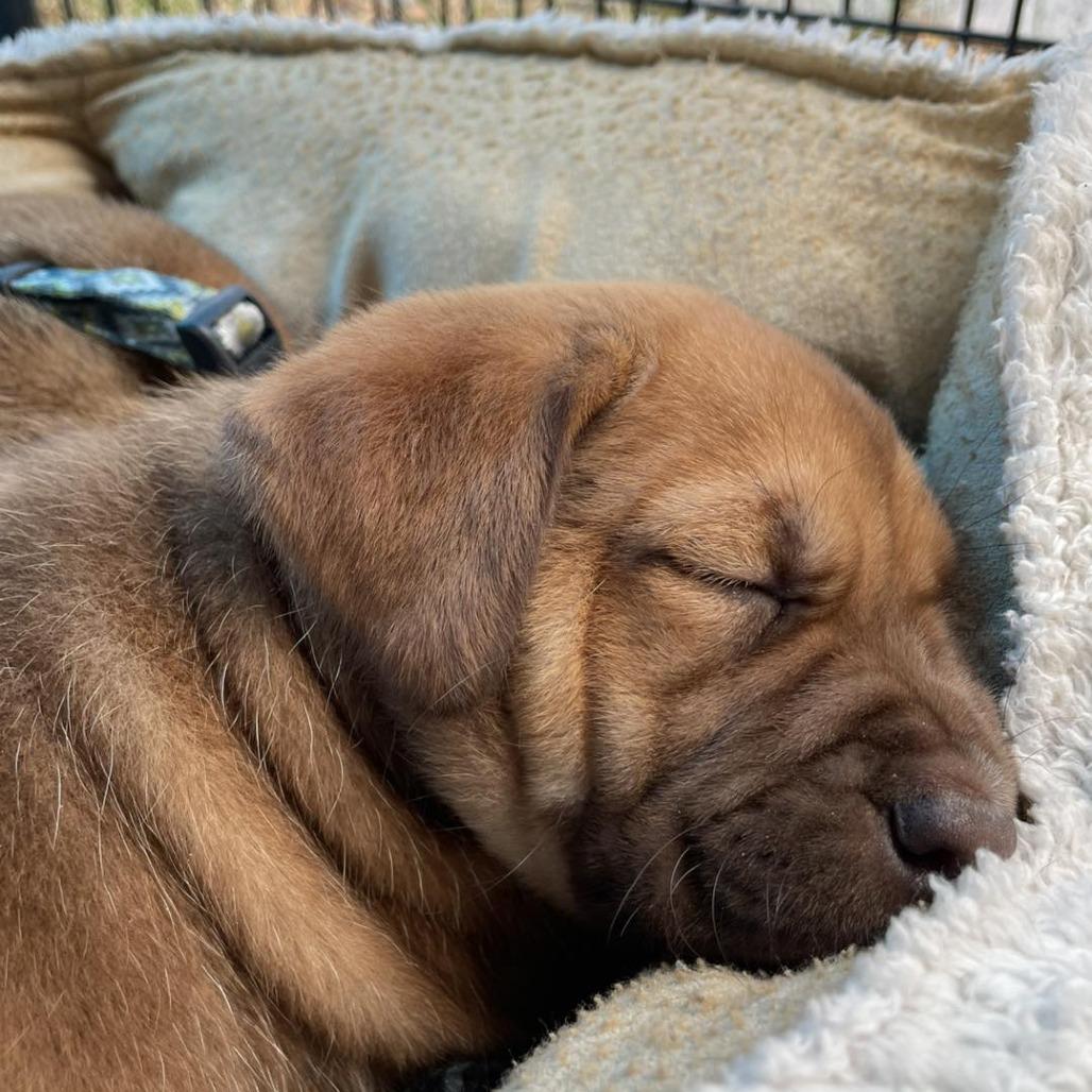 Enlarge Paloma, a Adoptable mixed breed in Sarasota, FL image 4/6