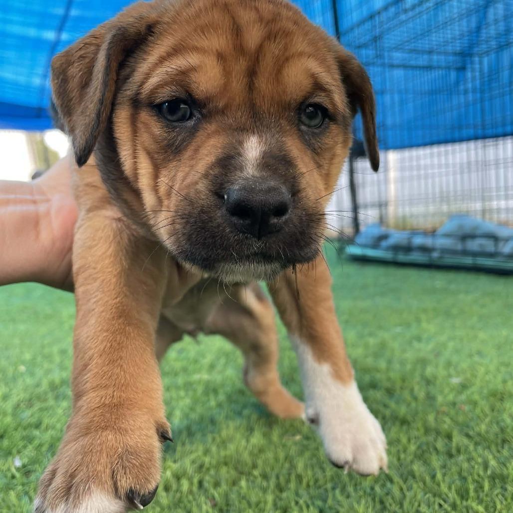 Enlarge Paloma, a Adoptable mixed breed in Sarasota, FL image 5/6