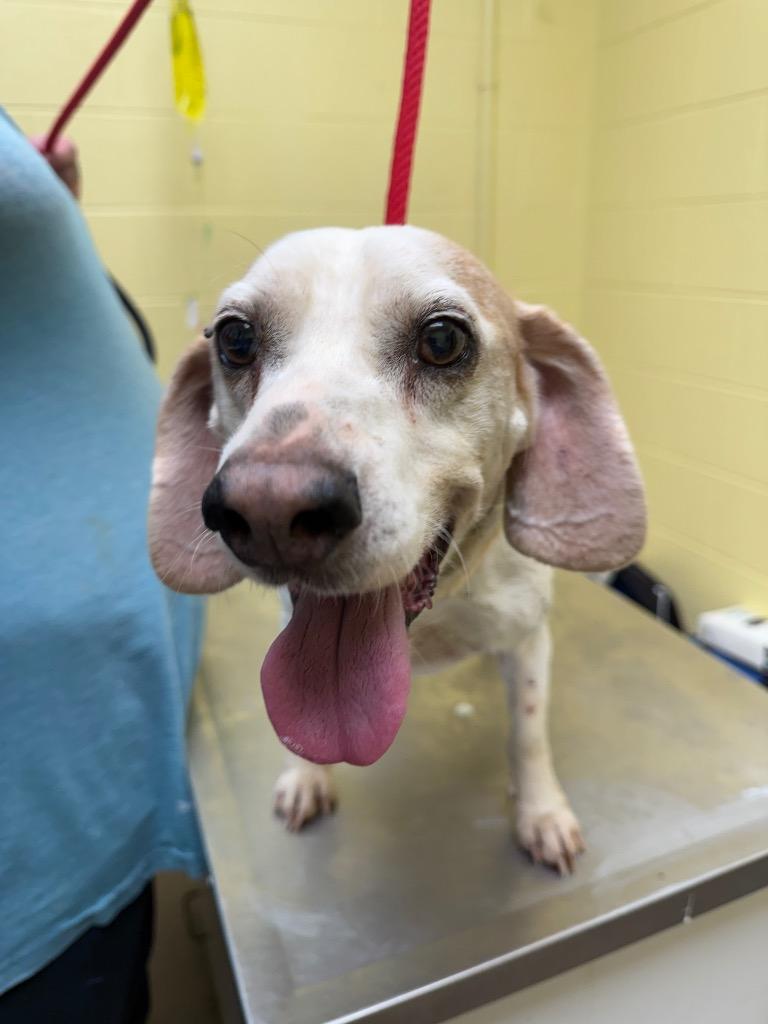 BROWNING (NEUTERED), Adopted, Senior Male Beagle.