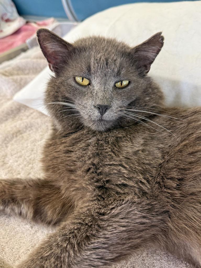 Enlarge Valentino, a Adoptable mixed breed in Syracuse, IN image 1/2