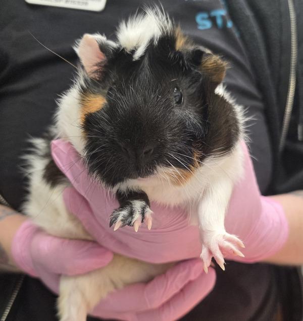 Concha, Adoptable, Young Male Guinea Pig.