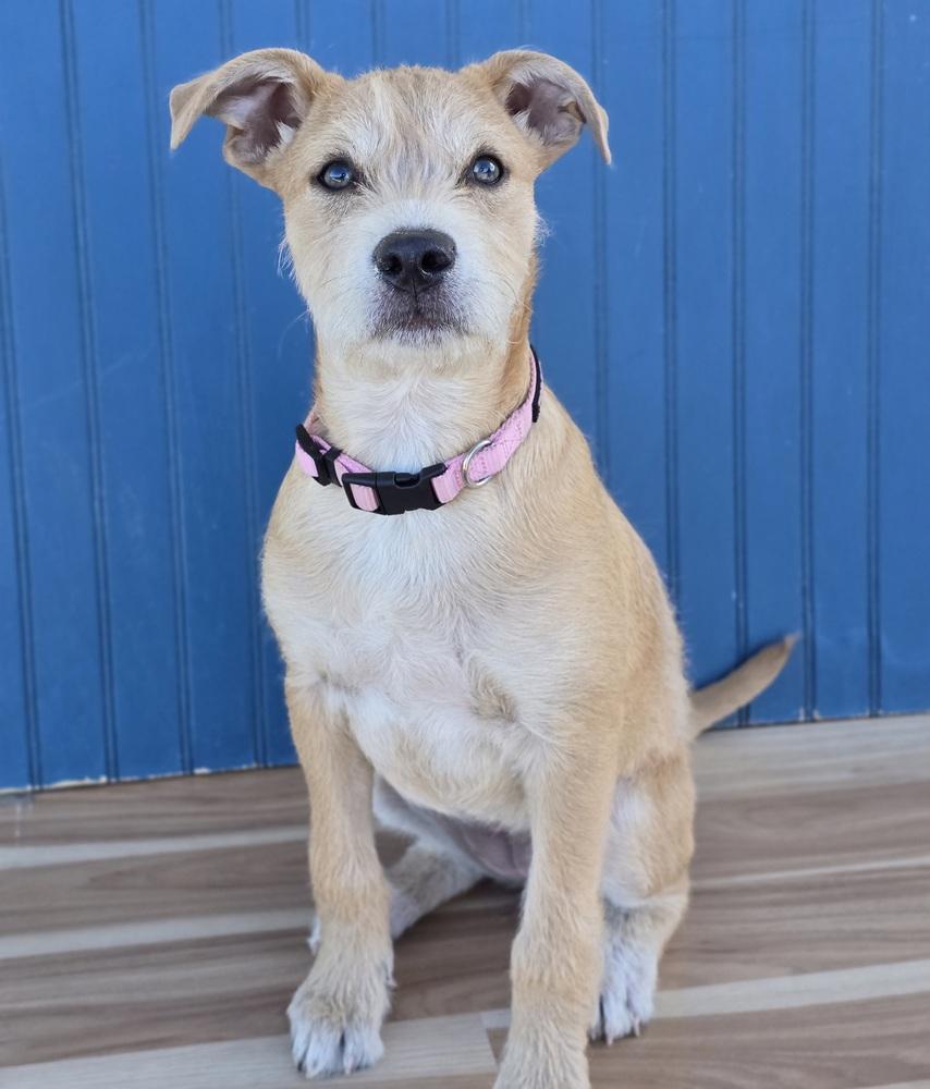 Enlarge Sadie, a Adoptable mixed breed in Sedalia, CO image 1/5