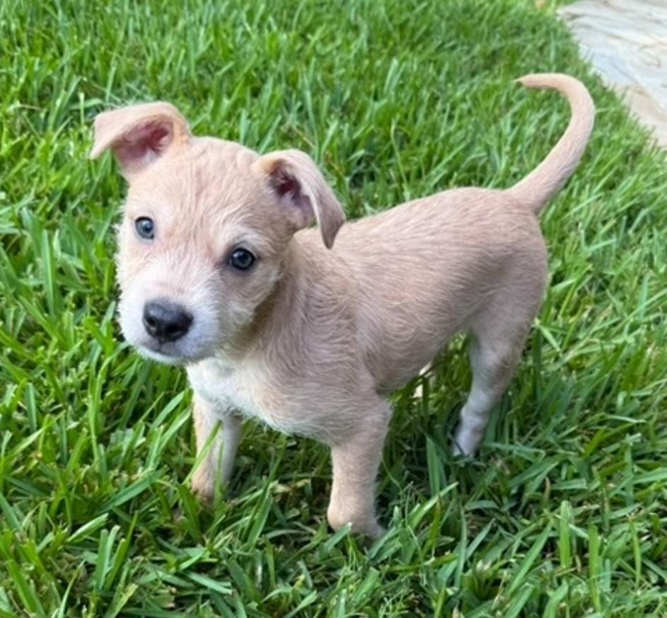Enlarge Sadie, a Adoptable mixed breed in Sedalia, CO image 2/5