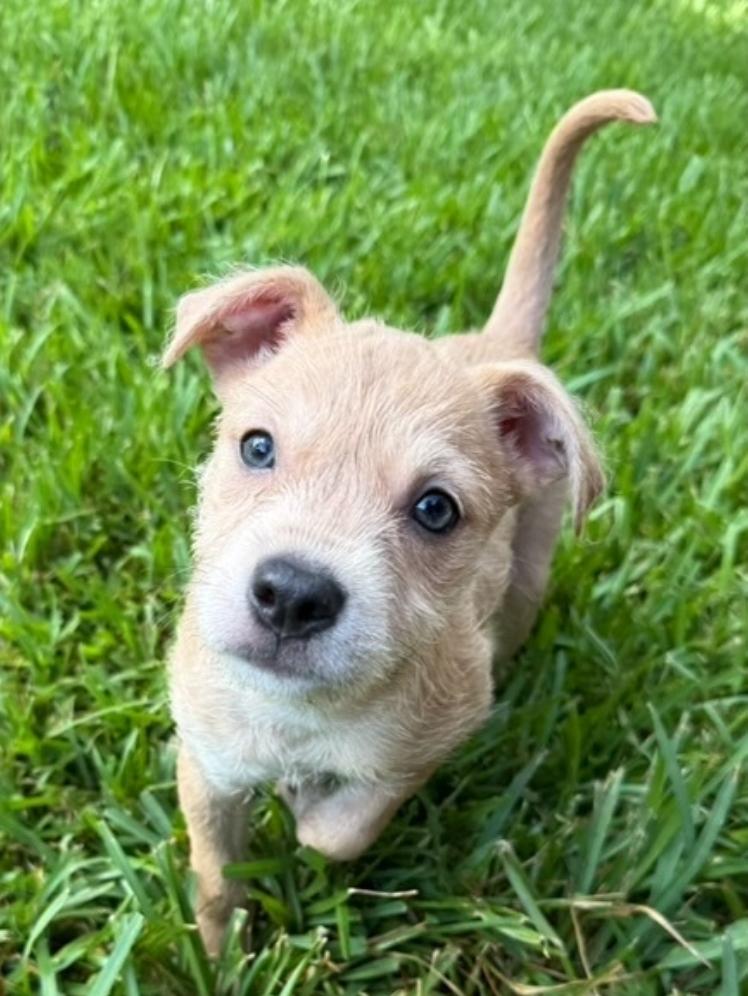 Enlarge Sadie, a Adoptable mixed breed in Sedalia, CO image 3/5