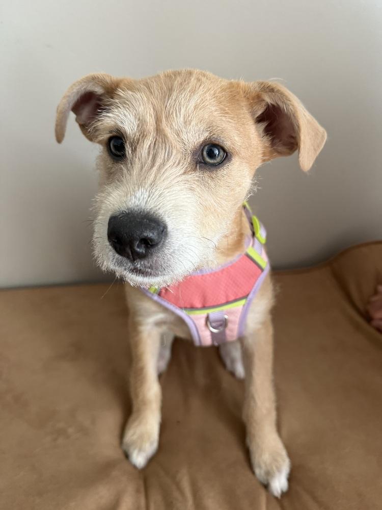 Enlarge Sadie, a Adoptable mixed breed in Sedalia, CO image 4/5