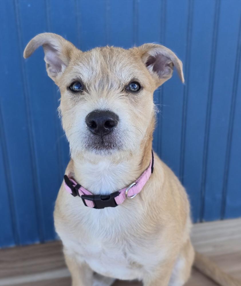 Enlarge Sadie, a Adoptable mixed breed in Sedalia, CO image 5/5