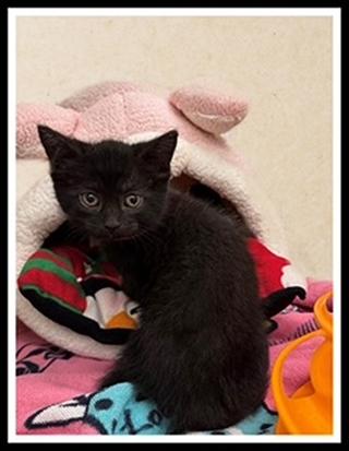 Enlarge DEEP CARROT, a Adoptable Domestic Short Hair in Peoria, IL image 1/1