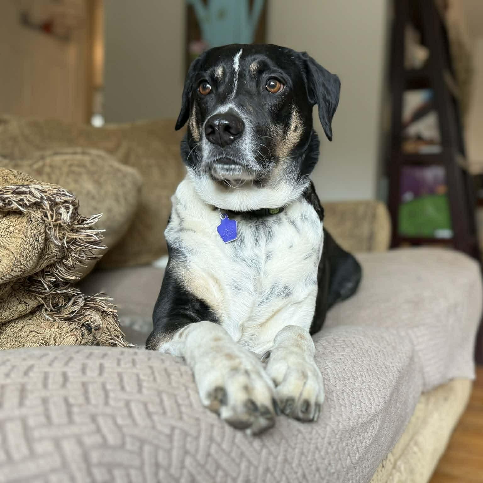 Hutch, Adoptable, Adult Male Australian Cattle Dog / Blue Heeler & Hound.