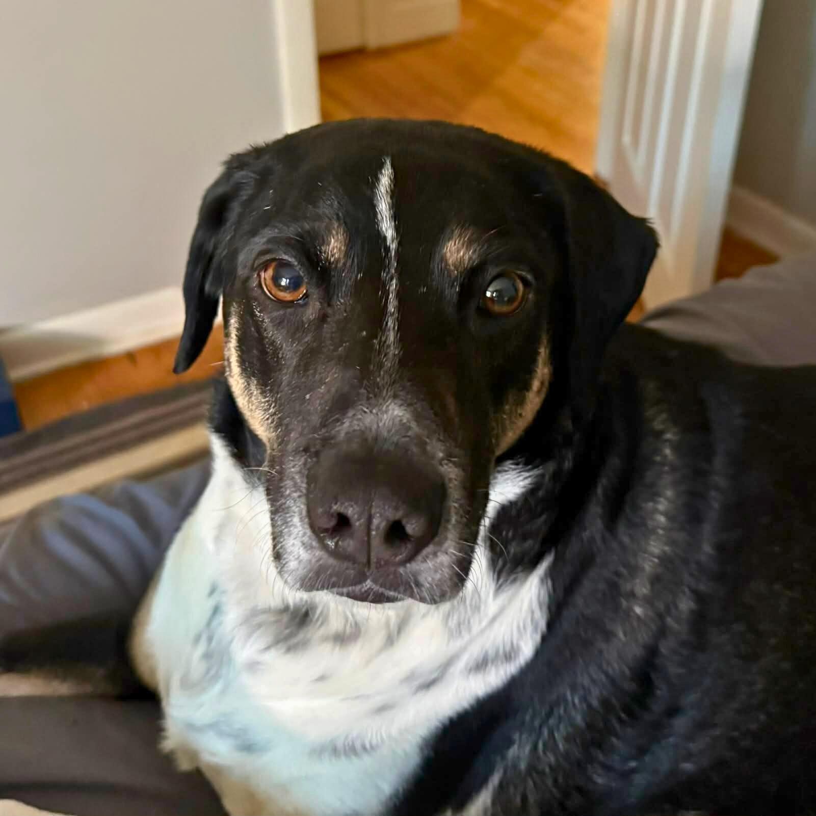 Enlarge Hutch, a Adoptable mixed breed in South Windsor, CT image 5/6