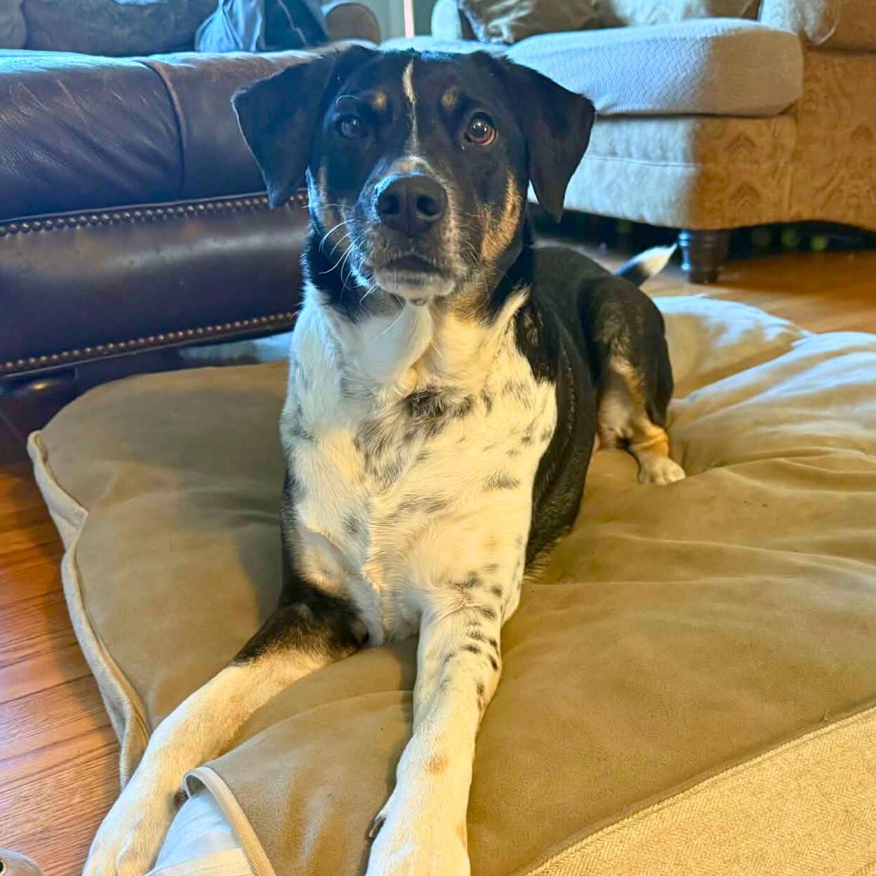 Enlarge Hutch, a Adoptable mixed breed in South Windsor, CT image 3/6