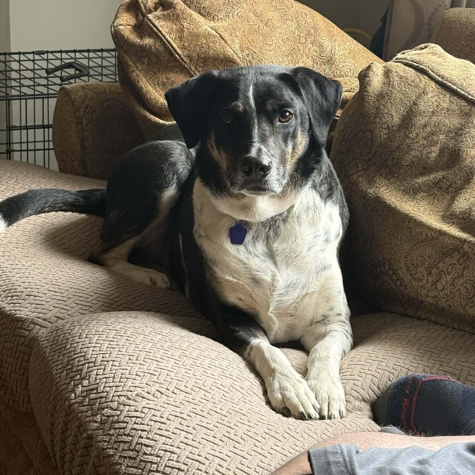 Enlarge Hutch, a Adoptable mixed breed in South Windsor, CT image 4/6