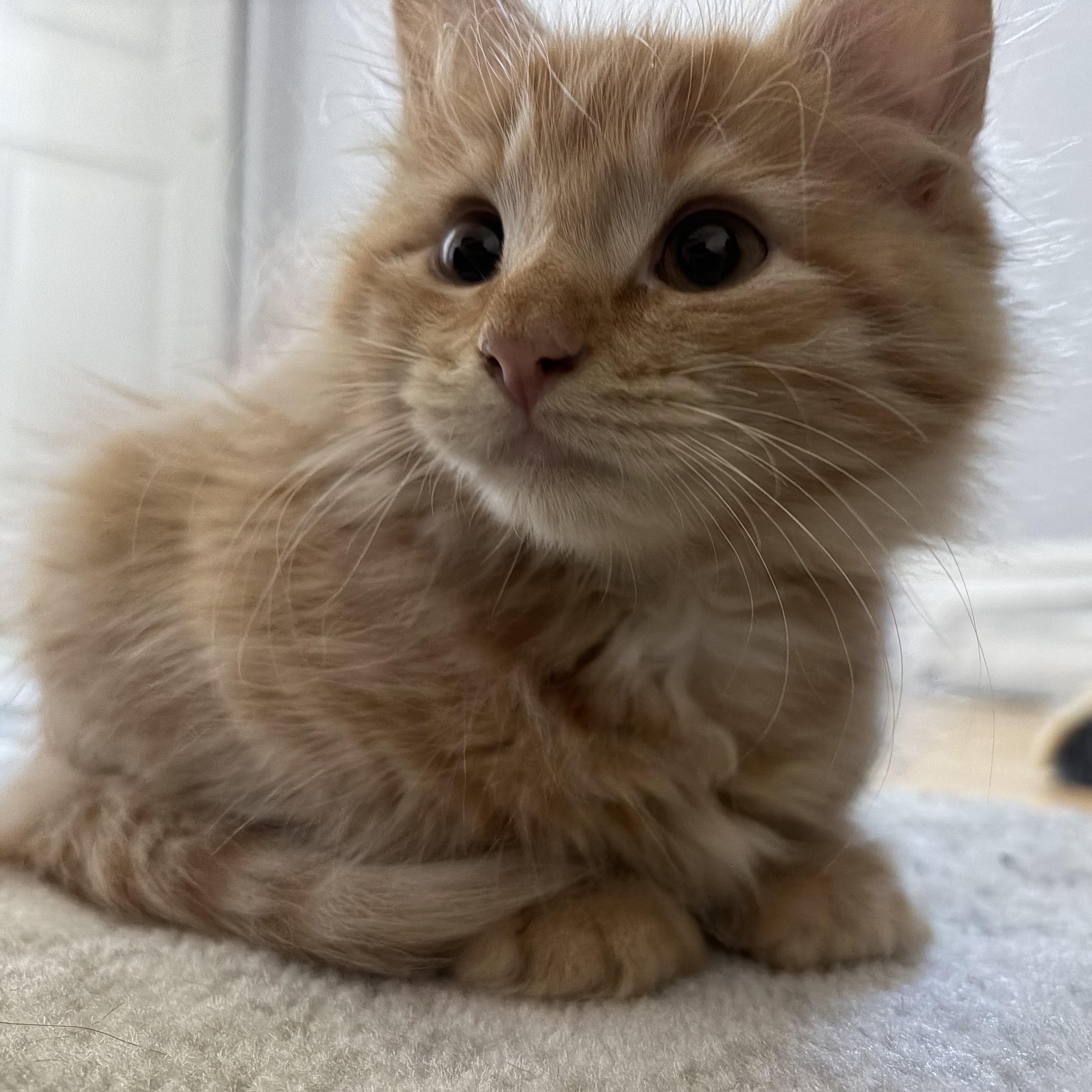 Enlarge Marco, a Adopted Domestic Long Hair in Midvale, UT image 2/6