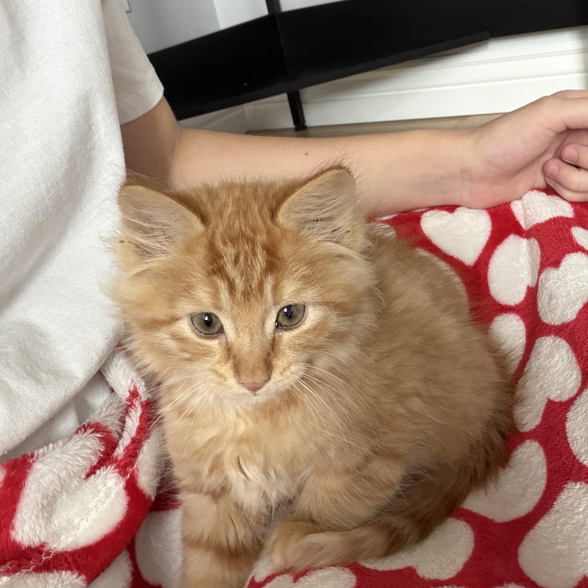 Enlarge Marco, a Adopted Domestic Long Hair in Midvale, UT image 4/6