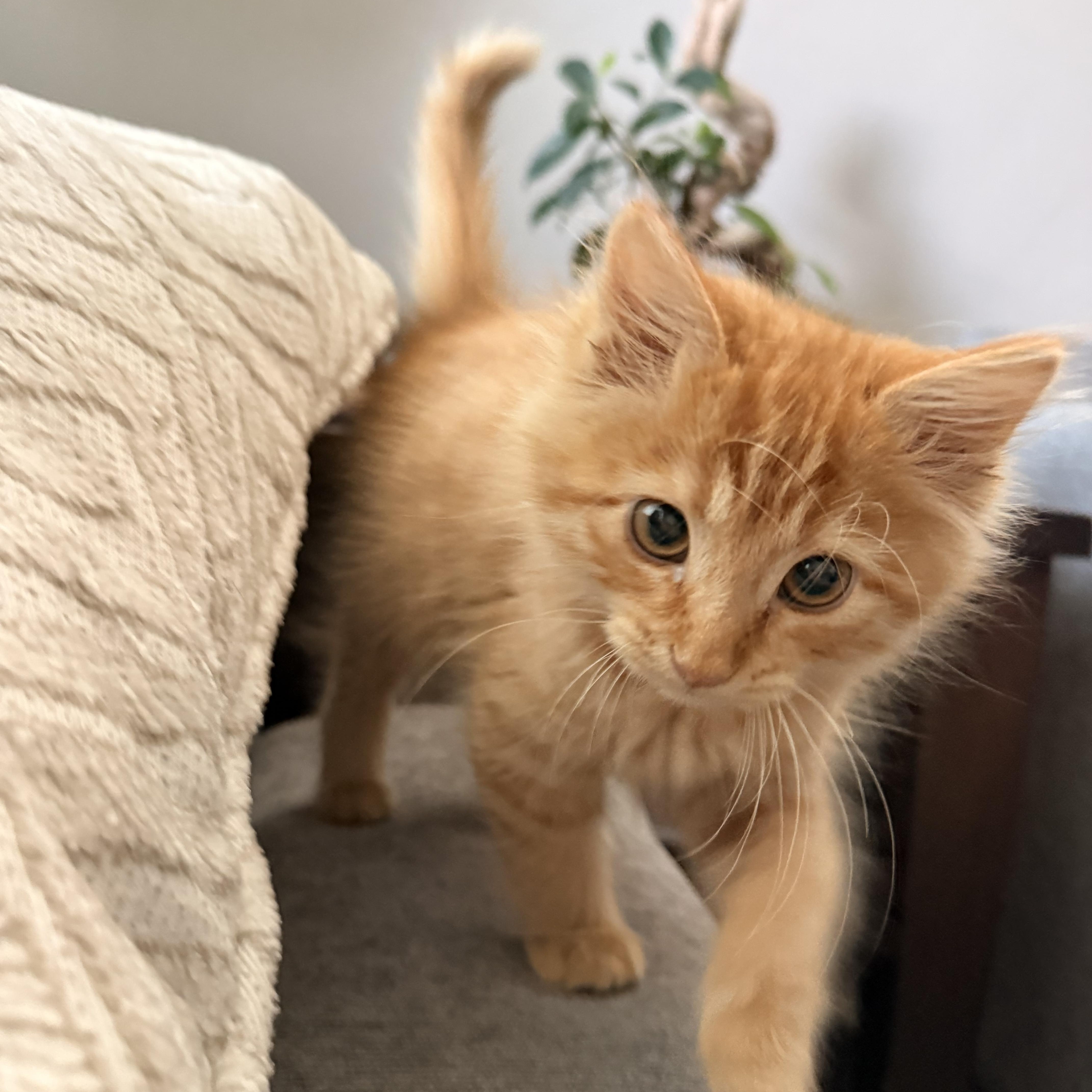 Enlarge Marco, a Adopted Domestic Long Hair in Midvale, UT image 5/6