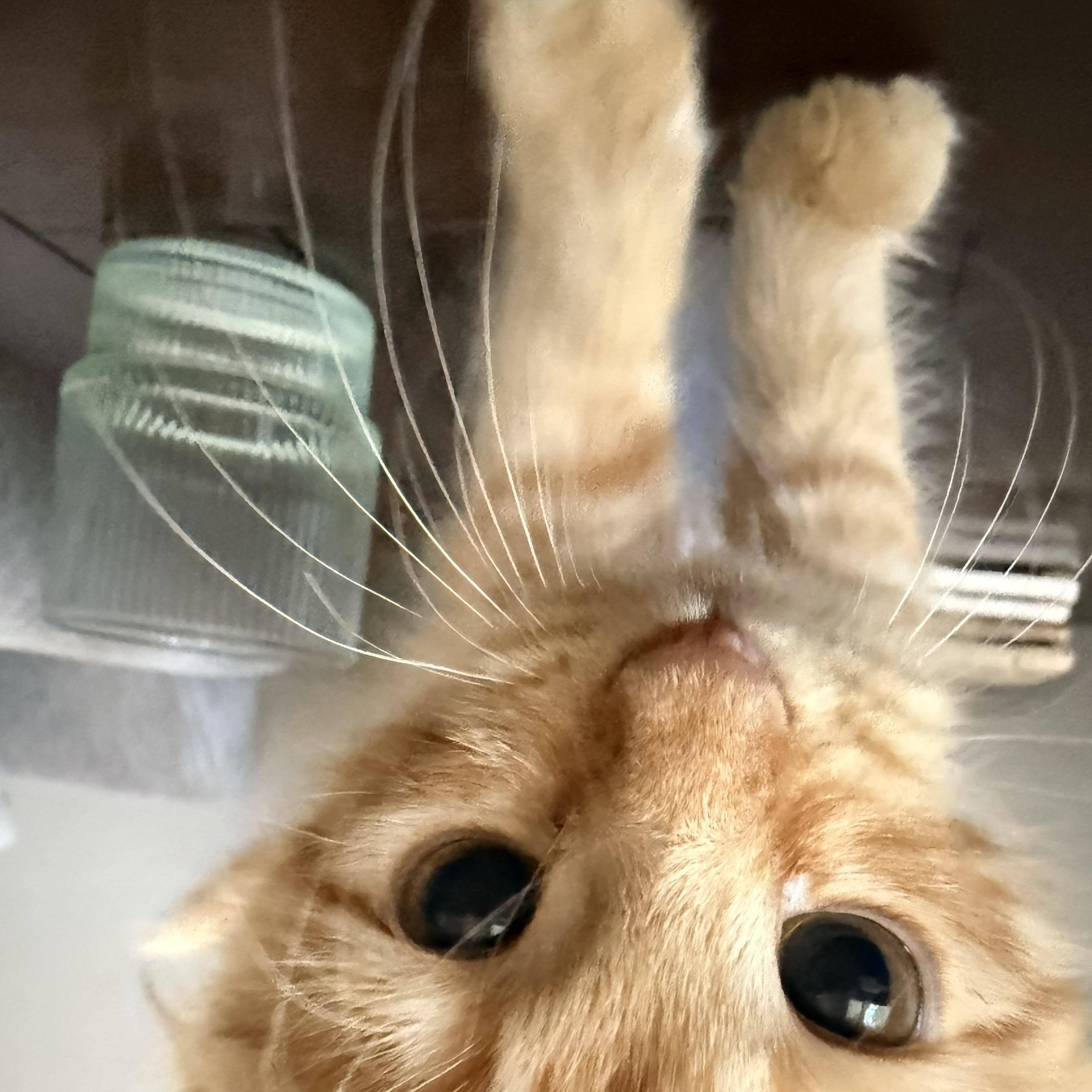 Enlarge Marco, a Adopted Domestic Long Hair in Midvale, UT image 6/6