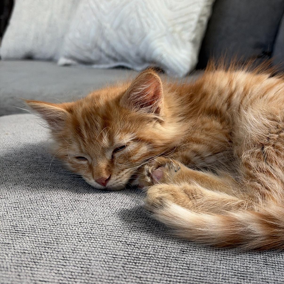 Enlarge Marco, a Adopted Domestic Long Hair in Midvale, UT image 3/6