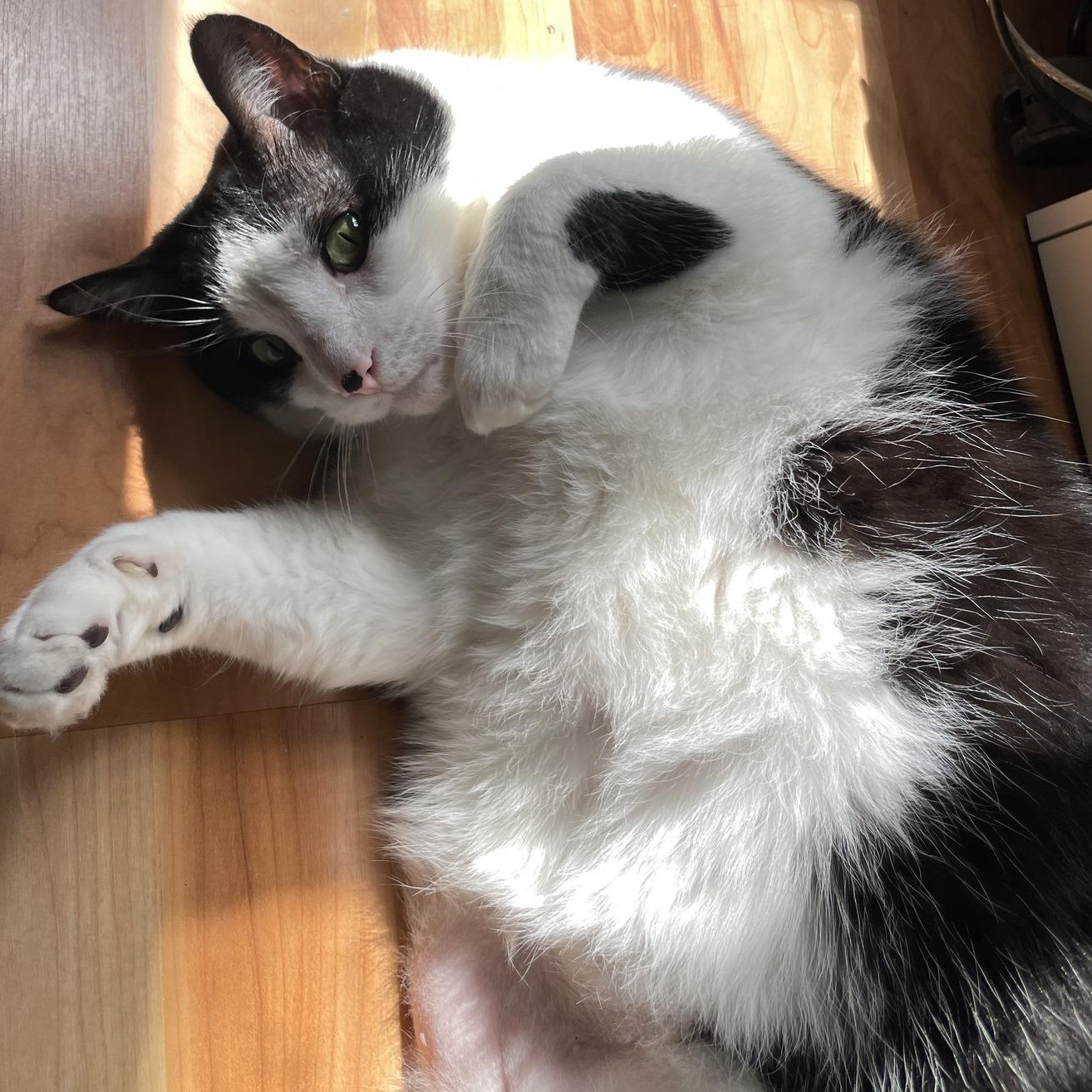 Enlarge Milo - Chatty Cuddler, a ADOPTABLE Tuxedo in Hamilton, ON image 5/6