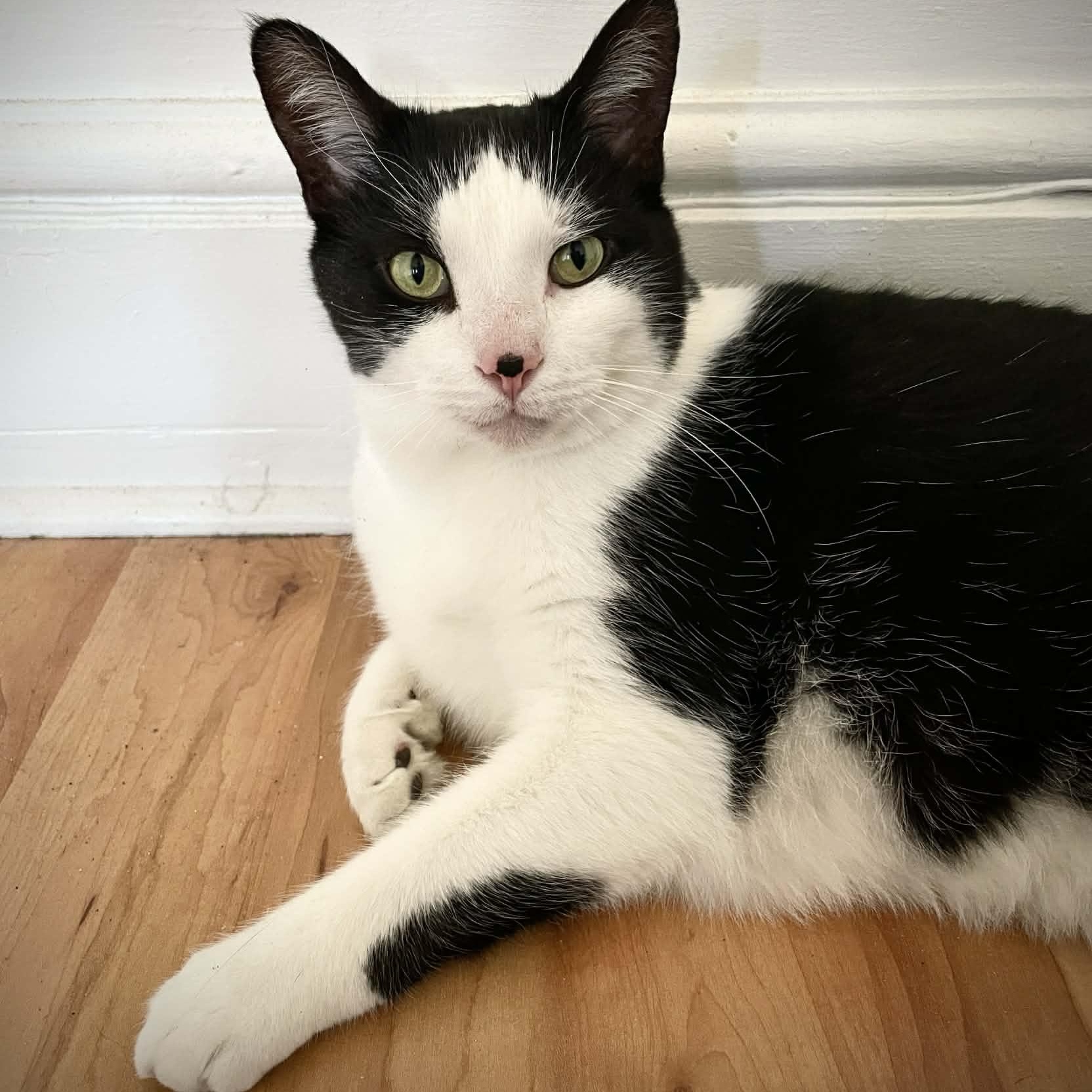 Milo - Chatty Cuddler, ADOPTABLE, Adult Male Tuxedo.