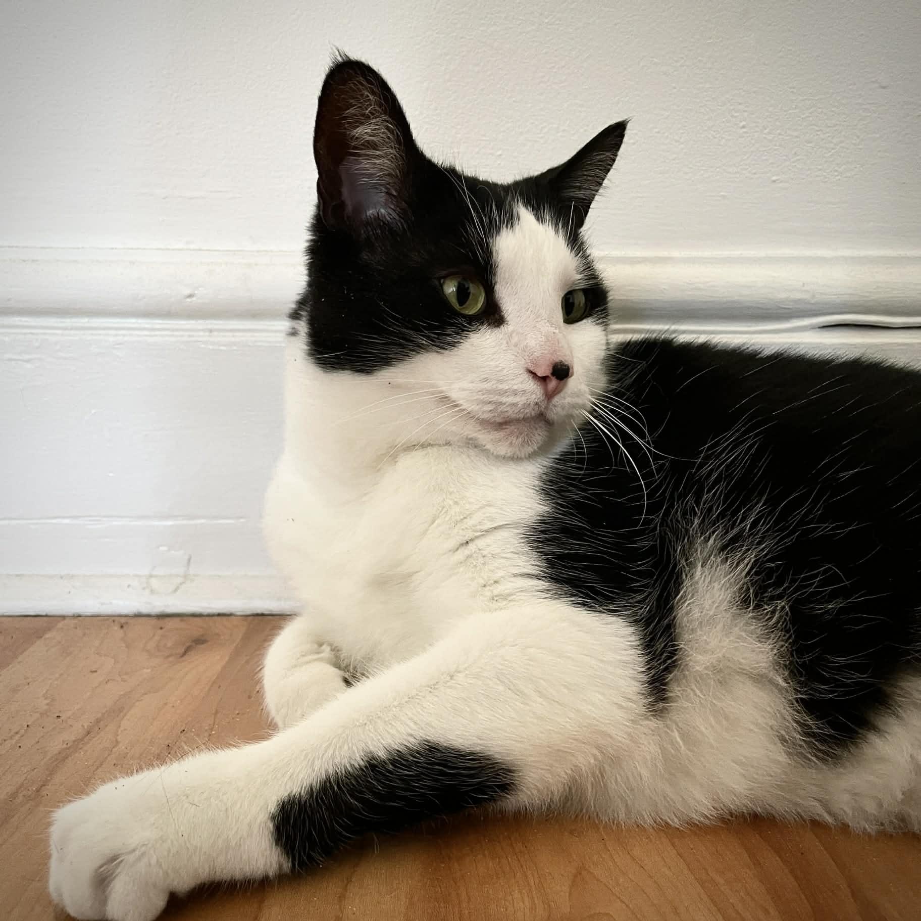 Enlarge Milo - Chatty Cuddler, a ADOPTABLE Tuxedo in Hamilton, ON image 2/2