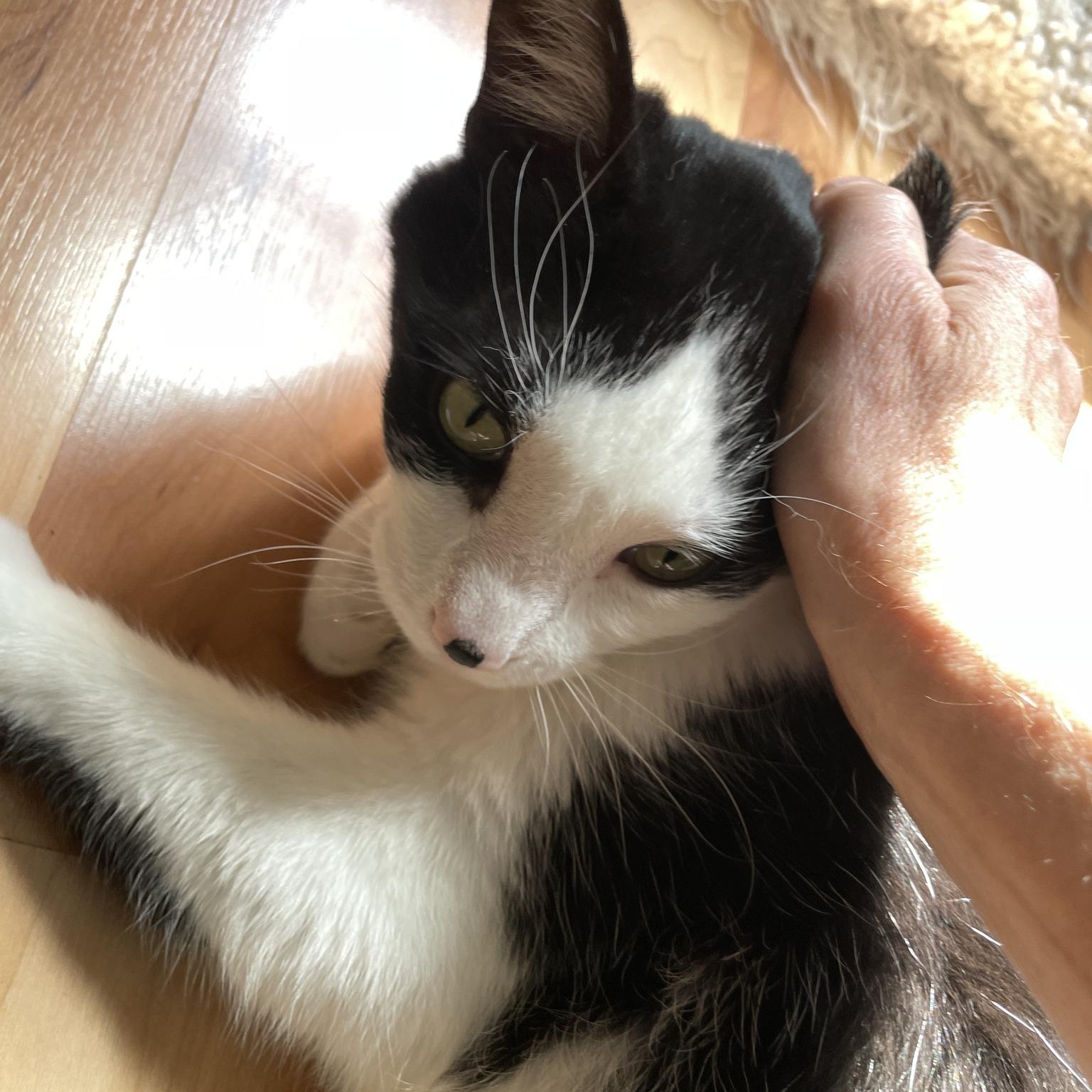 Enlarge Milo - Chatty Cuddler, a ADOPTABLE Tuxedo in Hamilton, ON image 6/6