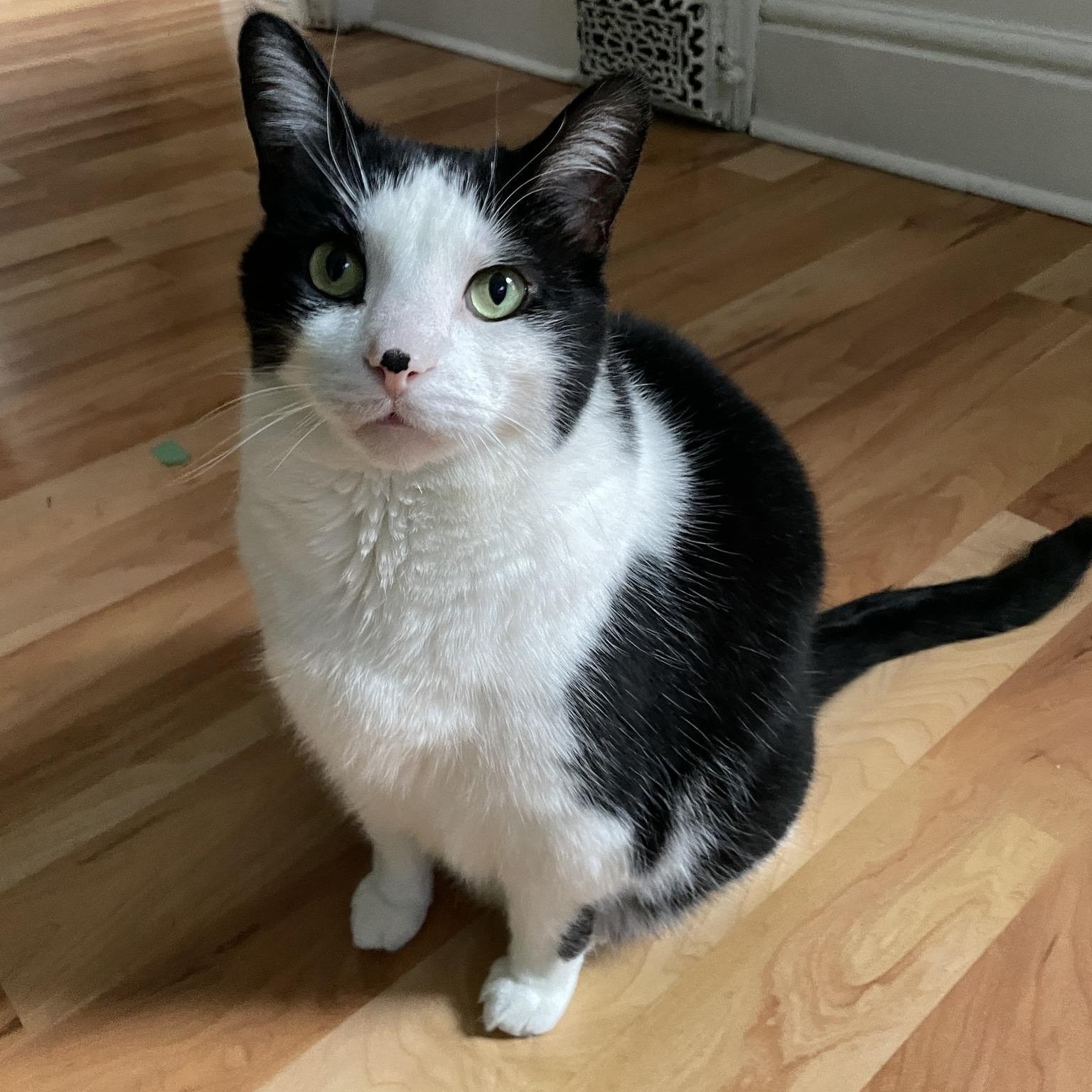 Milo - Chatty Cuddler, ADOPTABLE, Adult Male Tuxedo.