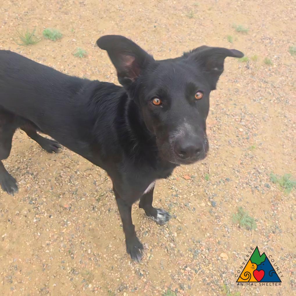 Hero, adopted, Young Male Mixed Breed.