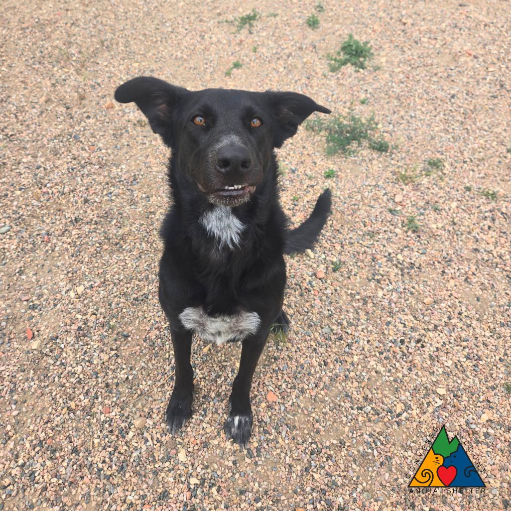 Enlarge Hero, an adopted Mixed Breed in Douglas, WY image 5/6
