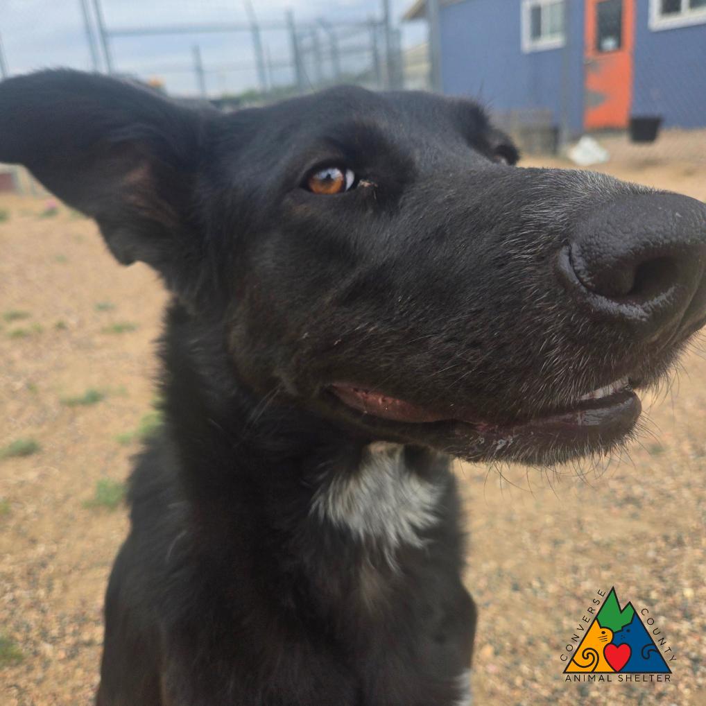 Enlarge Hero, an adopted Mixed Breed in Douglas, WY image 2/6
