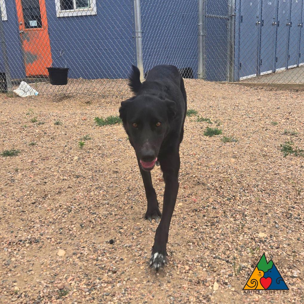 Enlarge Hero, an adopted Mixed Breed in Douglas, WY image 3/6