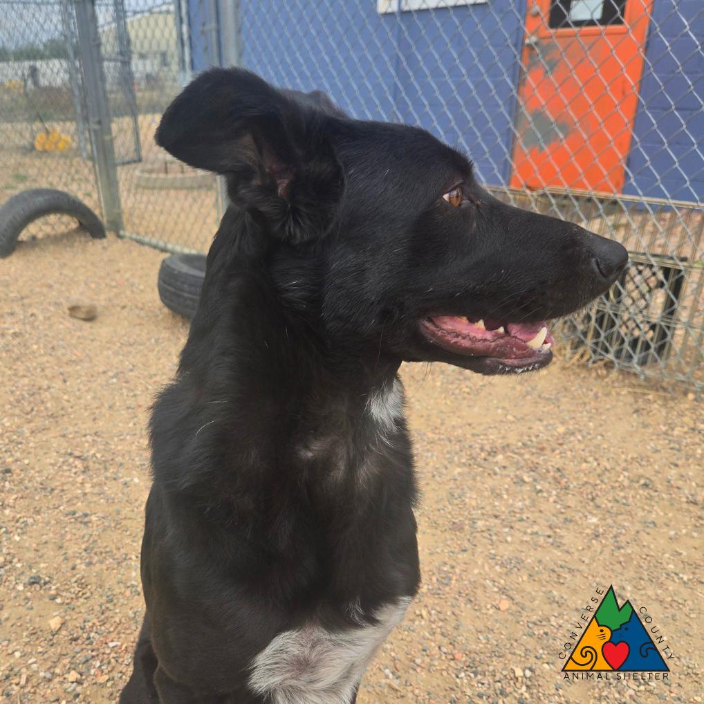 Enlarge Hero, an adopted Mixed Breed in Douglas, WY image 4/6