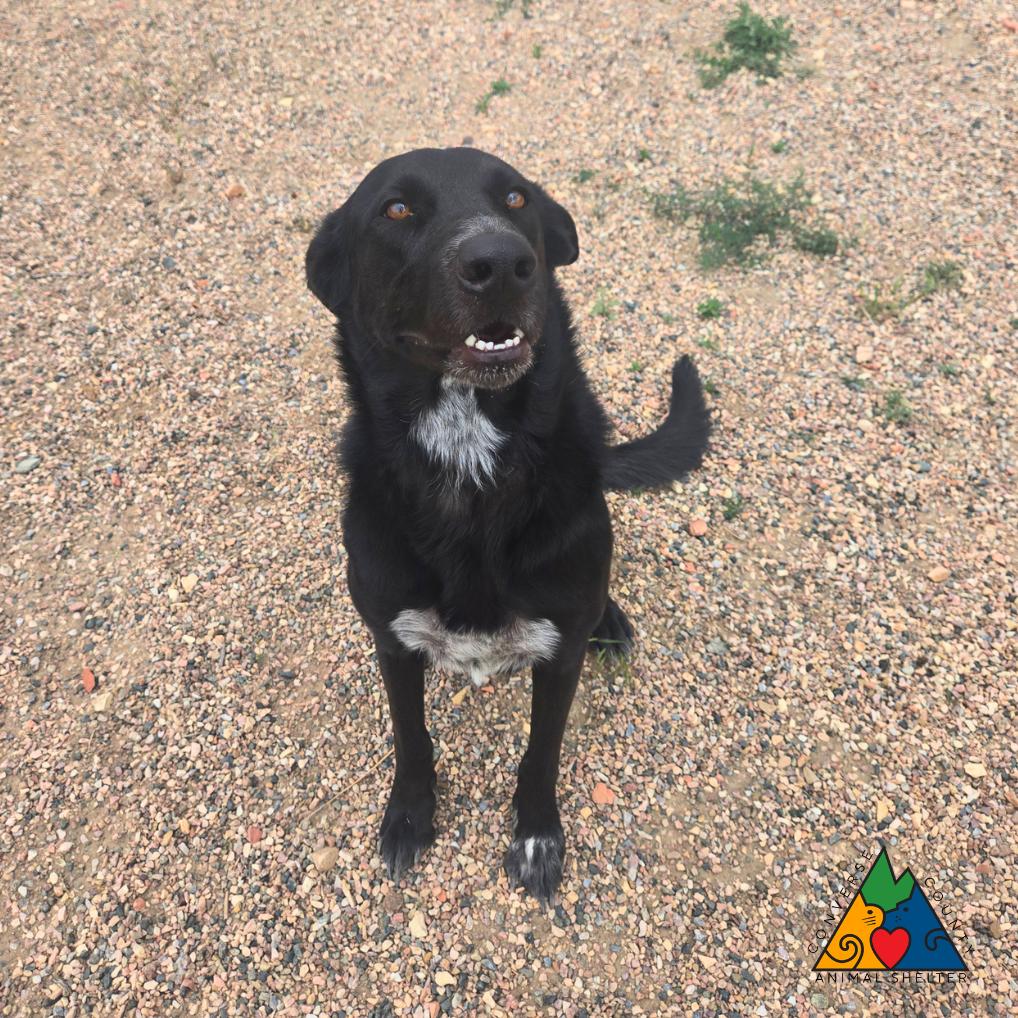Enlarge Hero, an adopted Mixed Breed in Douglas, WY image 6/6
