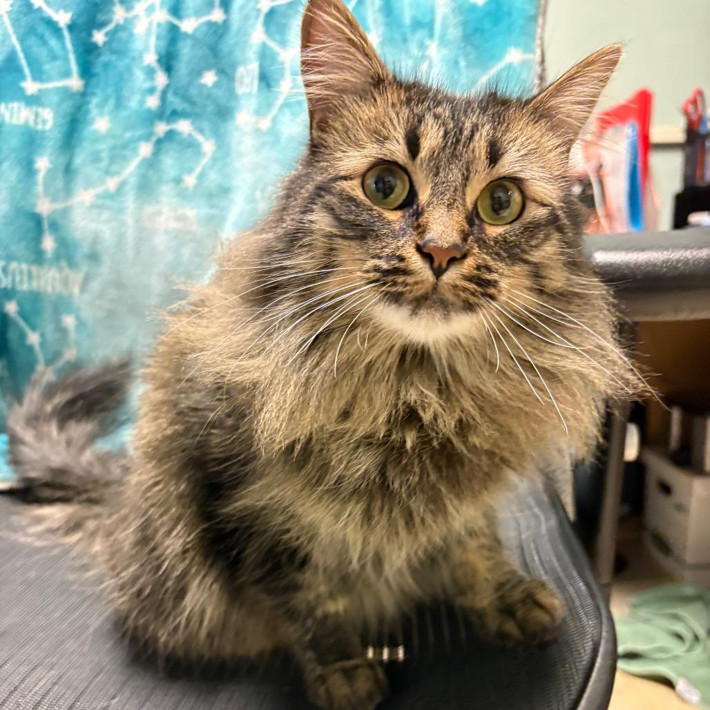 Beana, Adoptable, Adult Female Domestic Long Hair.