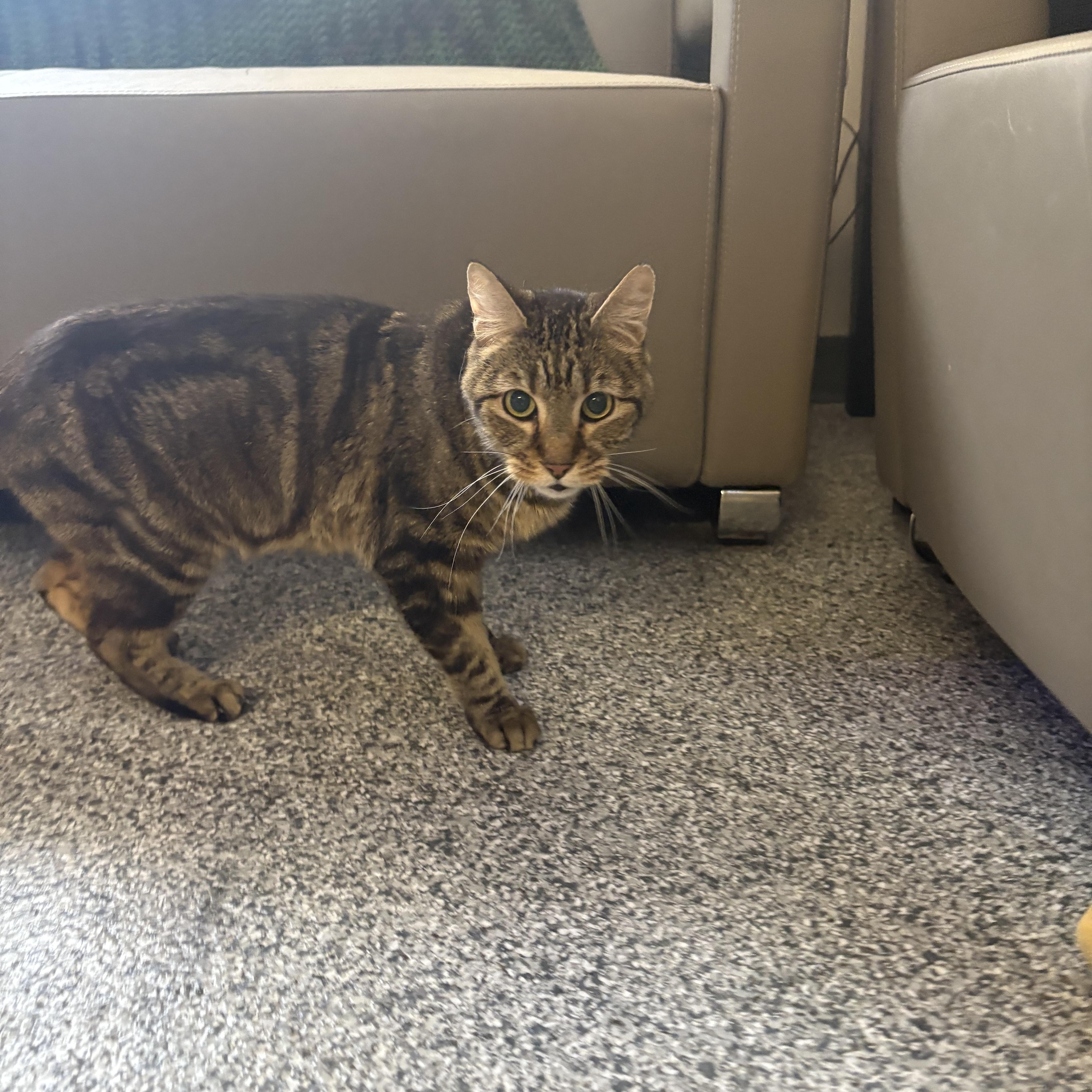 Enlarge Rico, a ADOPTABLE Domestic Short Hair in Blue Springs, MO image 3/3