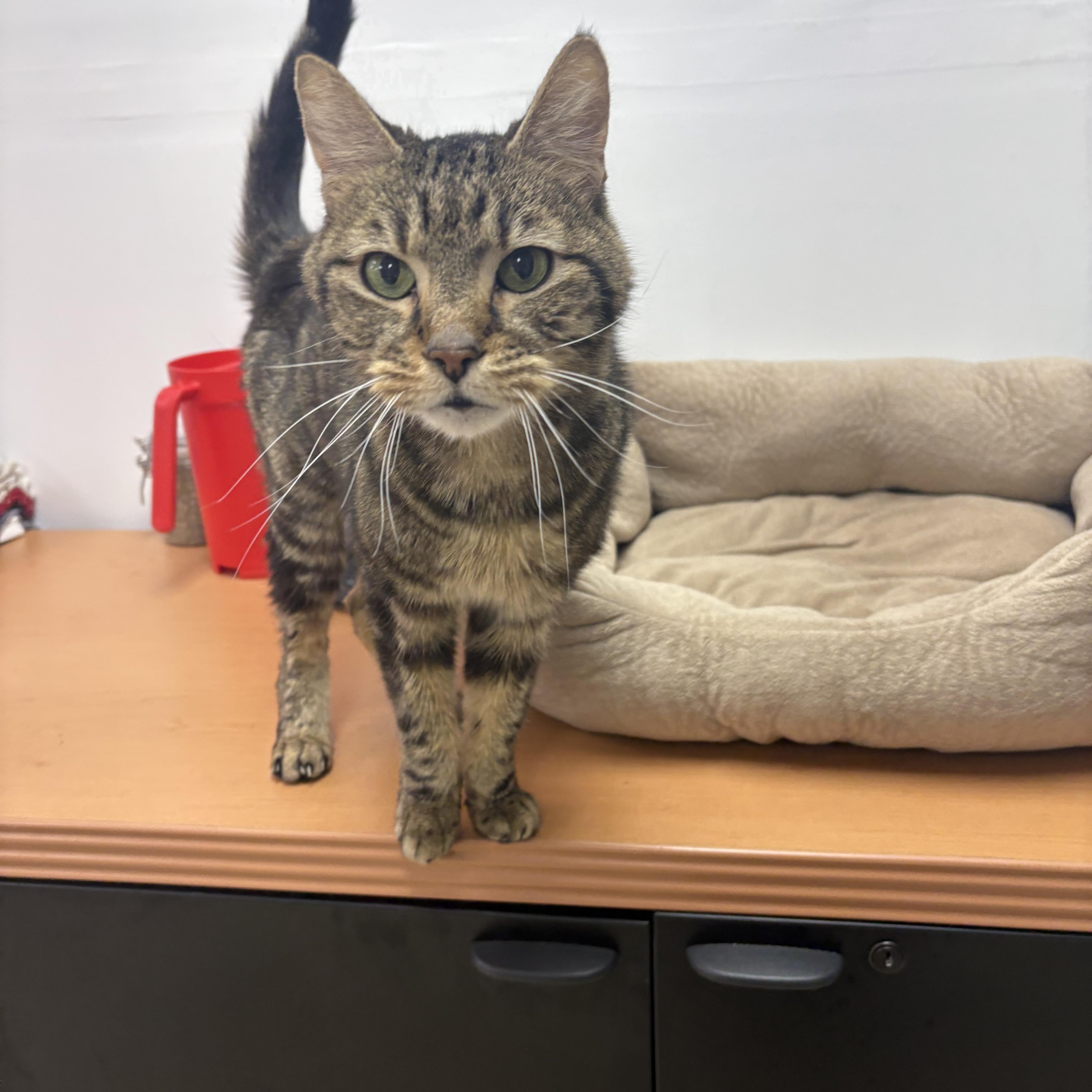 Enlarge Rico, a ADOPTABLE Domestic Short Hair in Blue Springs, MO image 2/3