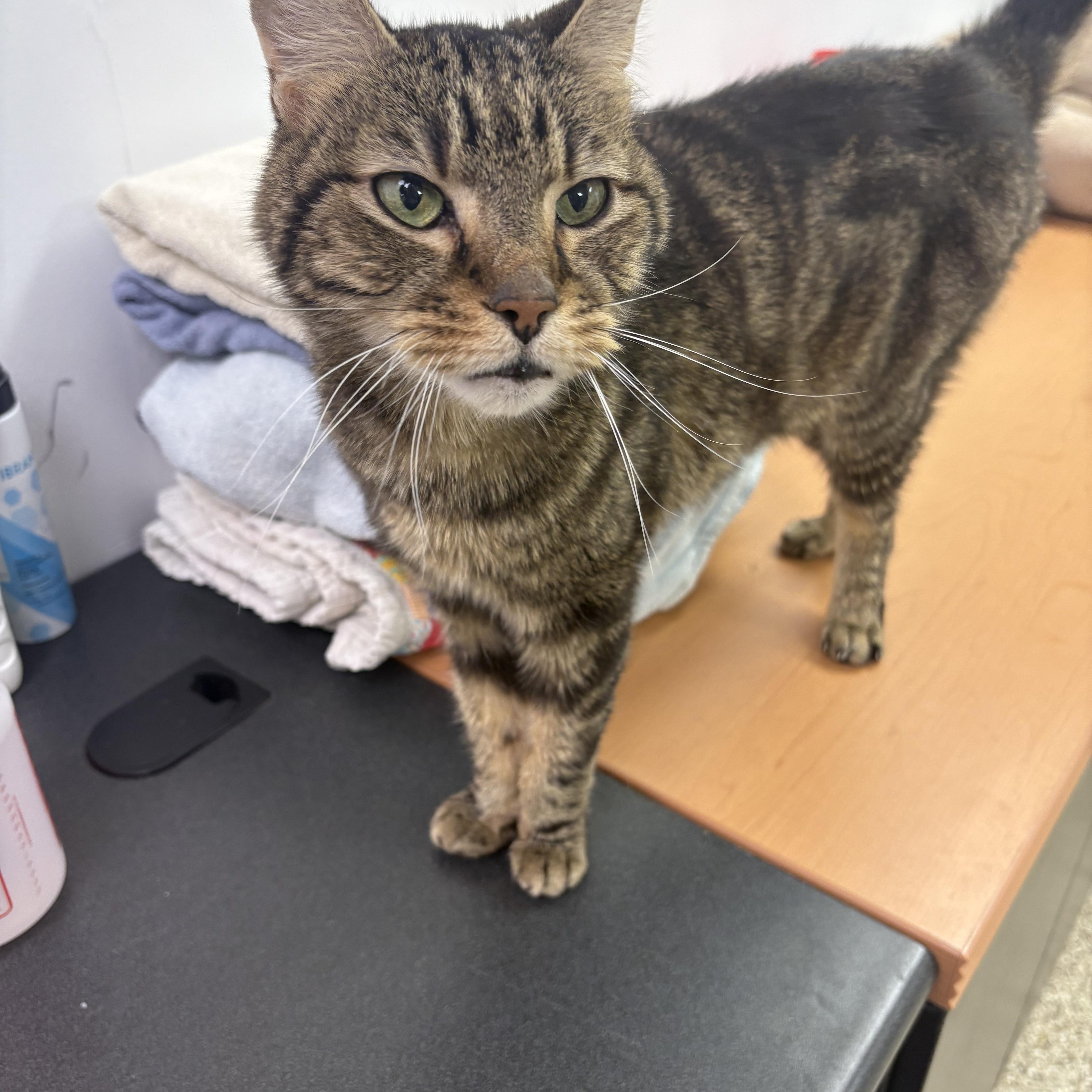 Enlarge Rico, a ADOPTABLE Domestic Short Hair in Blue Springs, MO image 1/3