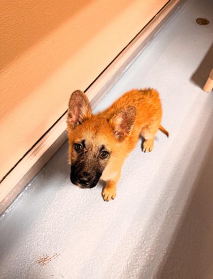 Courage, ADOPTABLE, Puppy Male Mixed Breed.