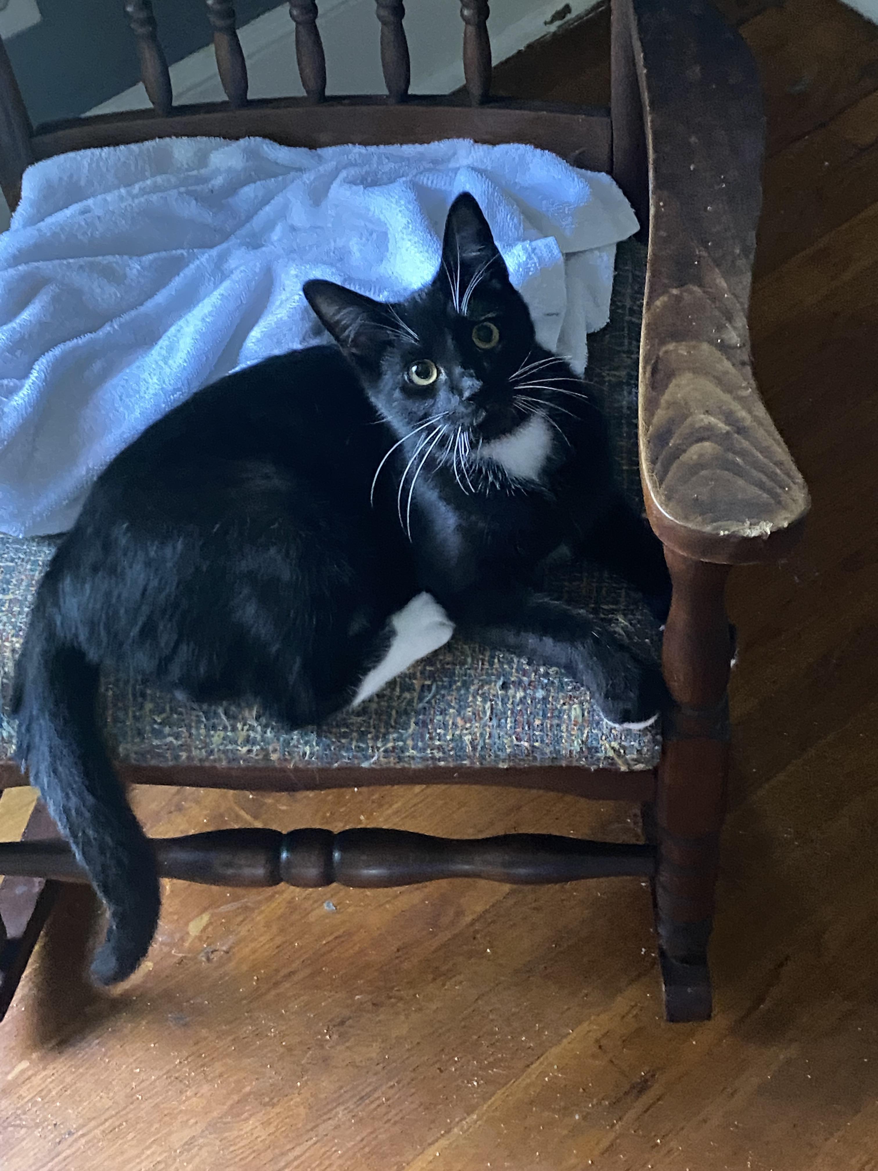 Pip, a Adoptable mixed breed in Greensboro, NC image 2/6