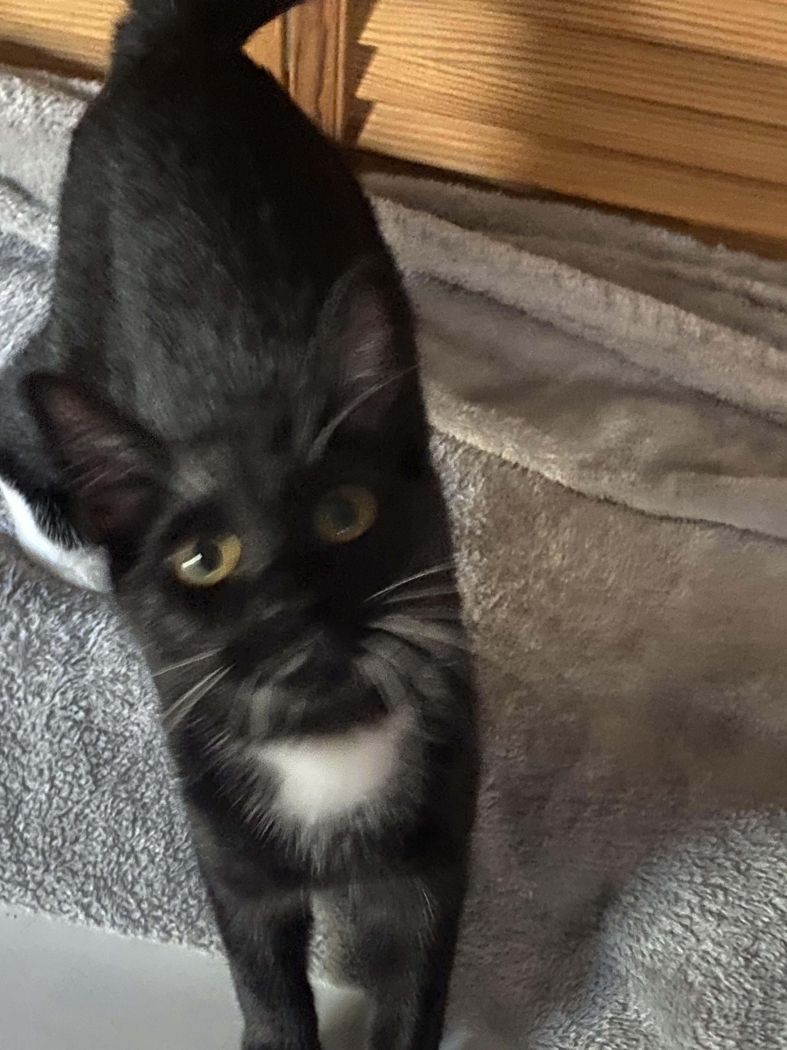 Pip, a Adoptable mixed breed in Greensboro, NC image 3/6