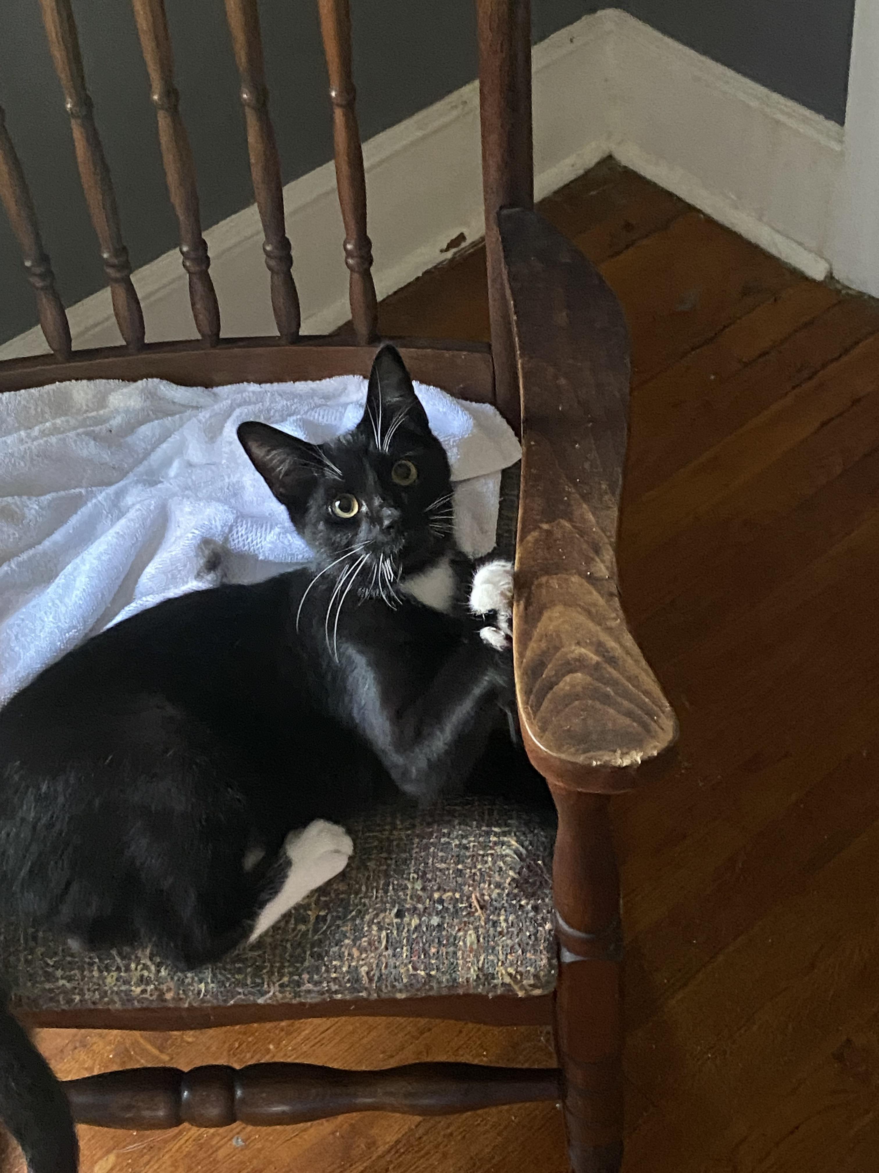 Pip, a Adoptable mixed breed in Greensboro, NC image 4/6